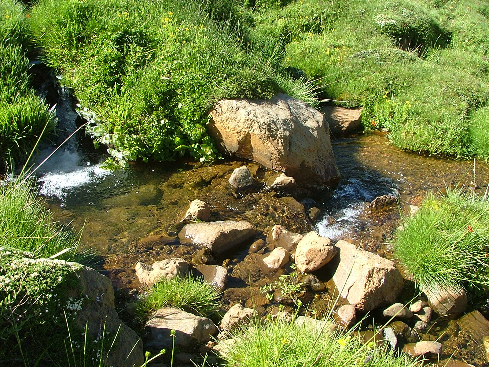 Habitat of A. pehuenche VC